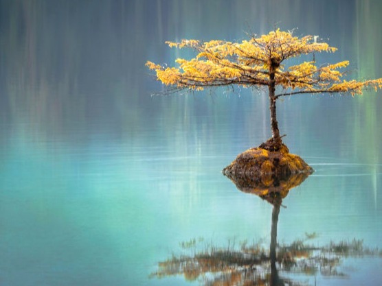 arbre sur l'eau avec ambiance zen